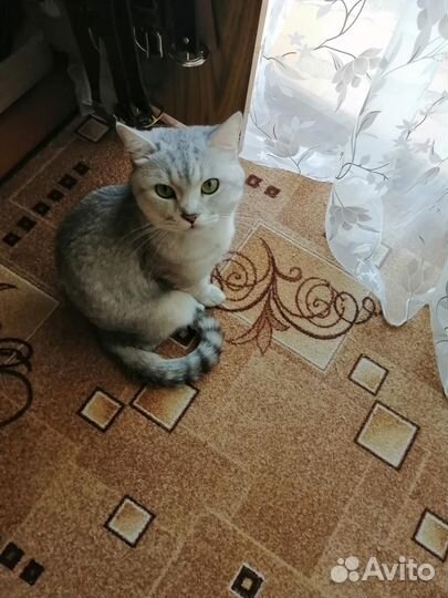 Отдам в добрые руки кота