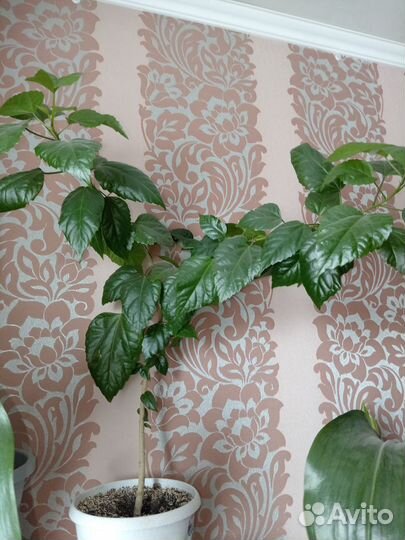 Комнатные цветы