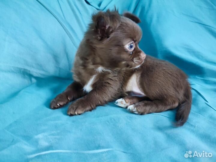 Щенки чихуахуа длинношерстные