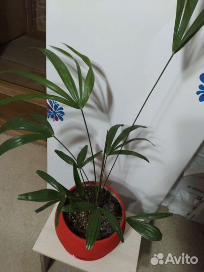 Пальма веерная