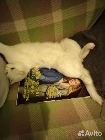 Кошка в дар бесплатно