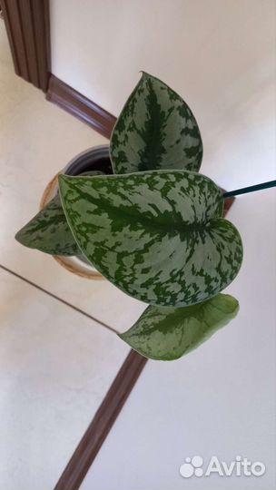 Сциндапсус Пиктус Треби