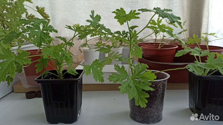 Герань душистая