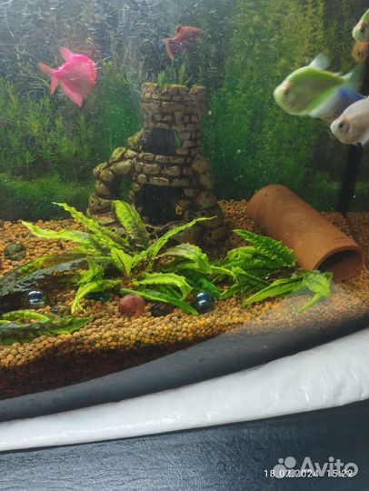 Аквариум понарамный под ключ на 50 л