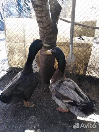 Утки селезень