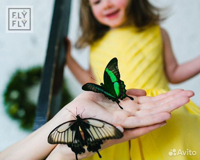 Бабочкарий - Ферма бабочек от Флай-Флай