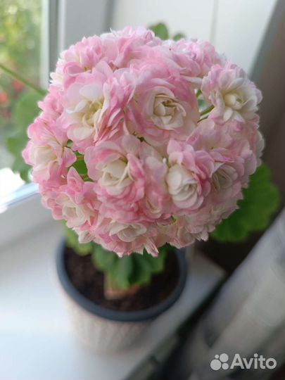 Пеларгония розебудная Апрельский снег