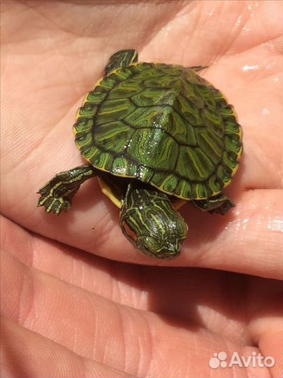 Красноухая черепаха