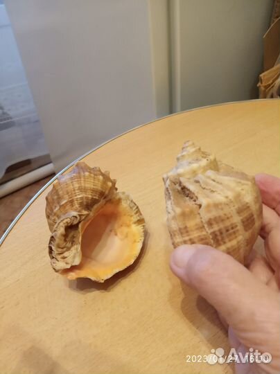 Раковина морского моллюска рапана