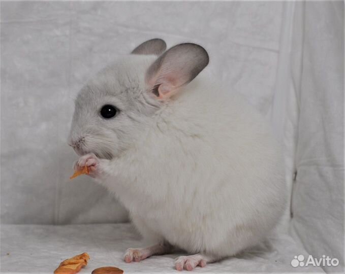 Семейные пары шиншилл для разведения