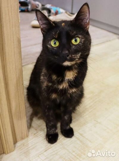 Стерилизованная молодая кошечка в добрые руки