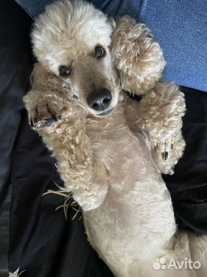 Пудель вязка