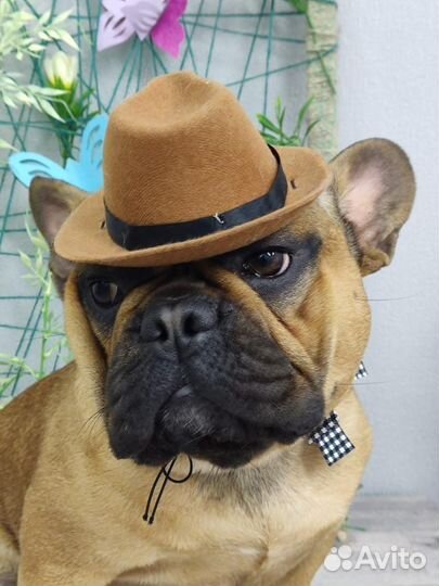 Вязка французский бульдог