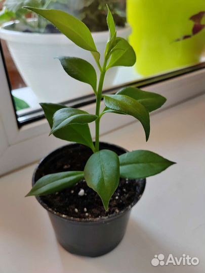 Эсхинантус жар птица