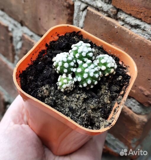 Разные кактусы