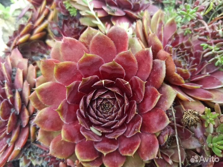 Наборы сортовых молодило