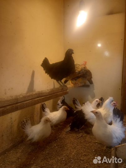 Куры молодки