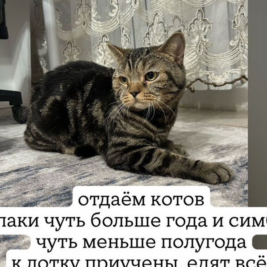 Отдам бесплатно 2 котов