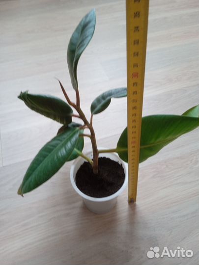 Фикус каучуконосный