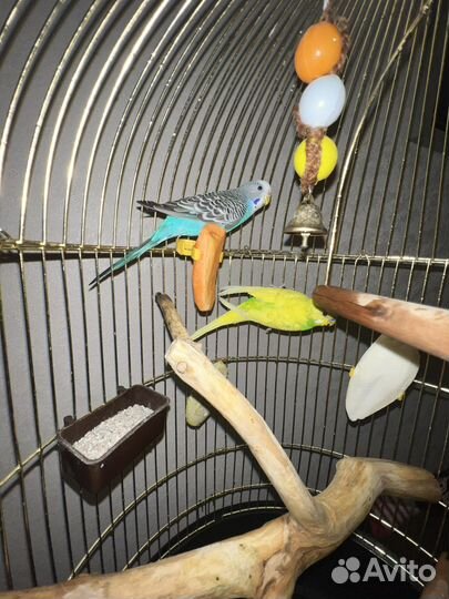 Волнистые попугаи с клеткой