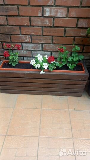 Туи / Растение в горшке / из Голландии