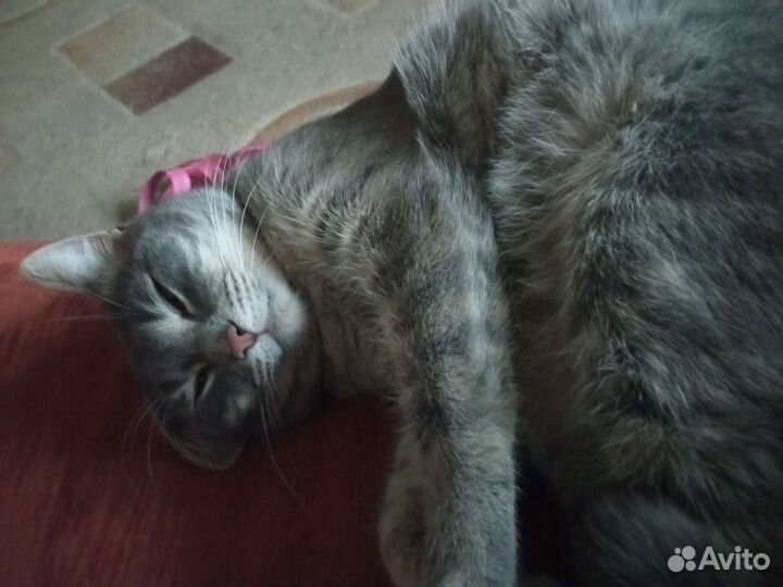 Котик кастрирован