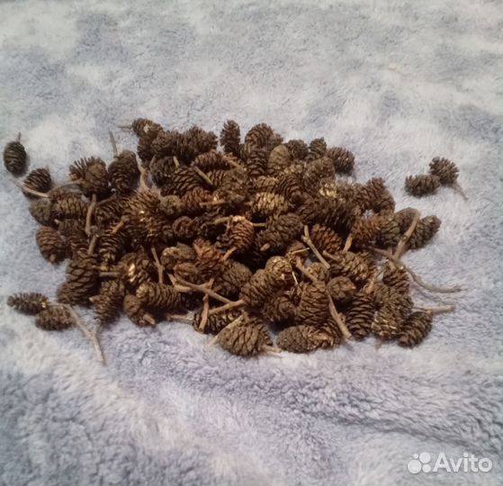 Ольховые шишки шишки ольхи