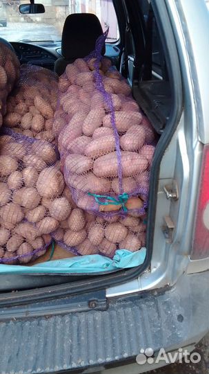 Продам картофель