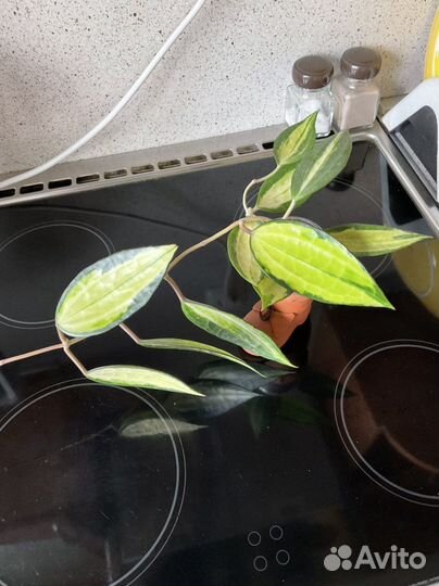 Хойи разные