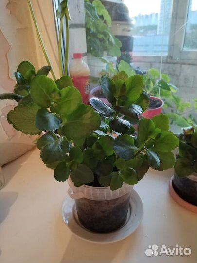 Комнатные цветы растения