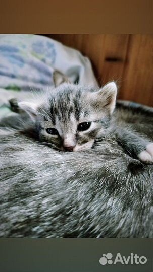 Котенок