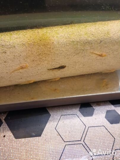 Сомики анцитрусы