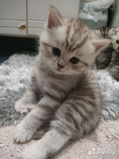 Шотландские котята