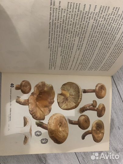 Книга на английском про грибы 1962 г