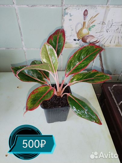 Аглаонема aurora siam