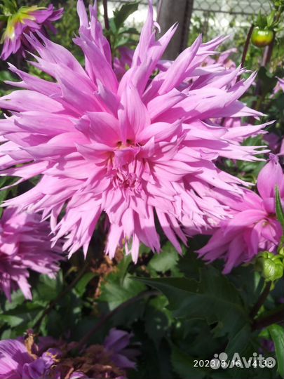 Георгины клубни