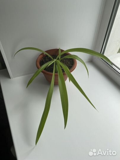 Хлорофитум