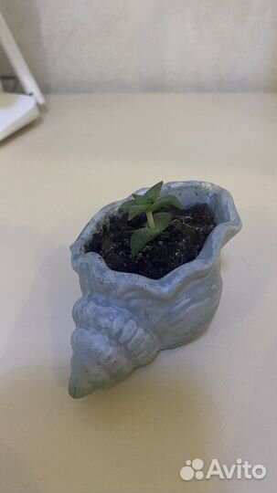 Ракушка из бетона