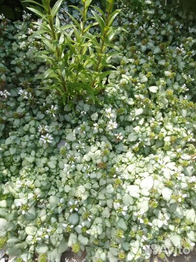 Клещевина (Яснотка)