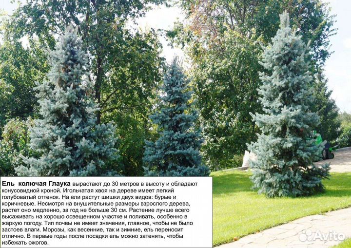 Голубые ели