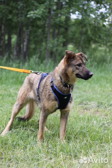 Подарите щенуле жизнь дома