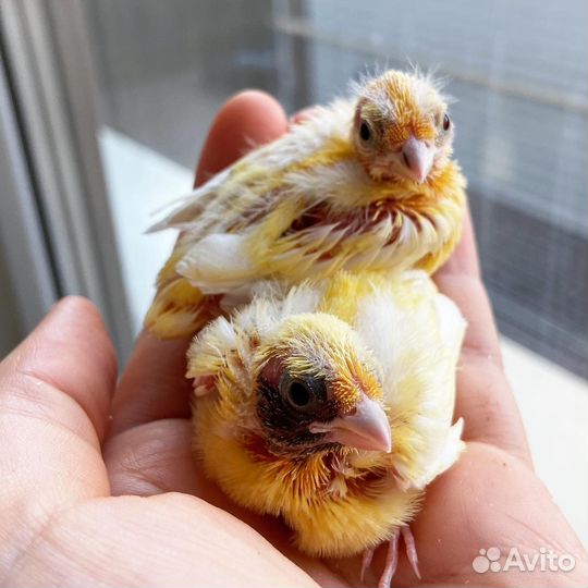 Консультации по уходу за птицами