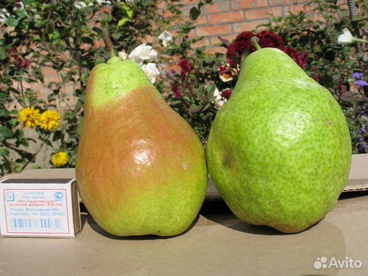 Саженцы плодовых