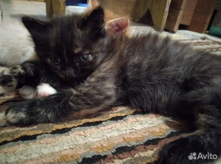 Отдам котенка в добрые руки