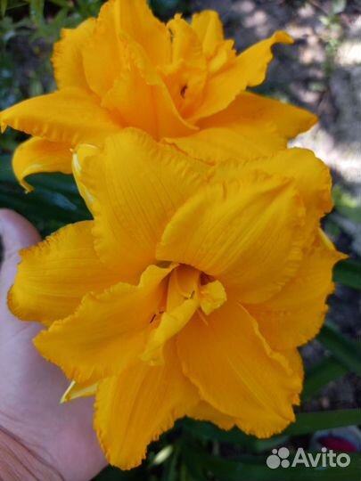 Лилейники сортовые