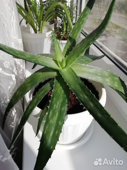 Алоэ лечебный