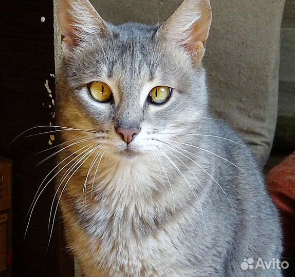 Четыре стерилизованных сестренки