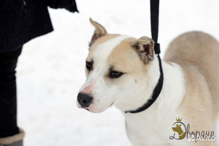 Ласковая Бэлла метис питбуля