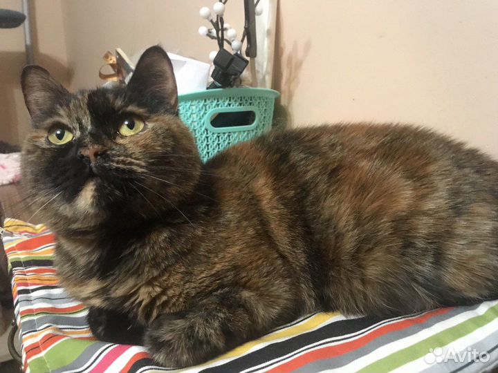 Мраморная кошечка Мила красотка ищет дом