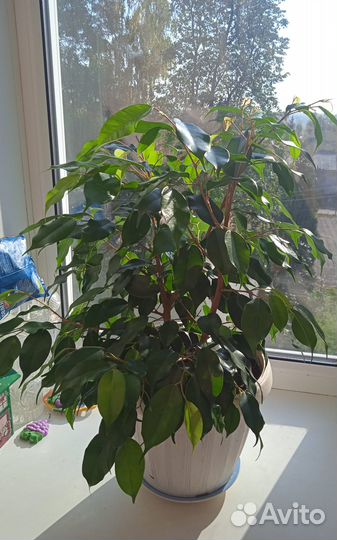 Фикус бенджамина